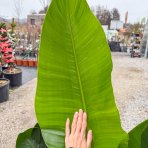 Strelícia Nikolaj (Strelitzia Nicolai) - výška 140-160 cm, kont. C25L